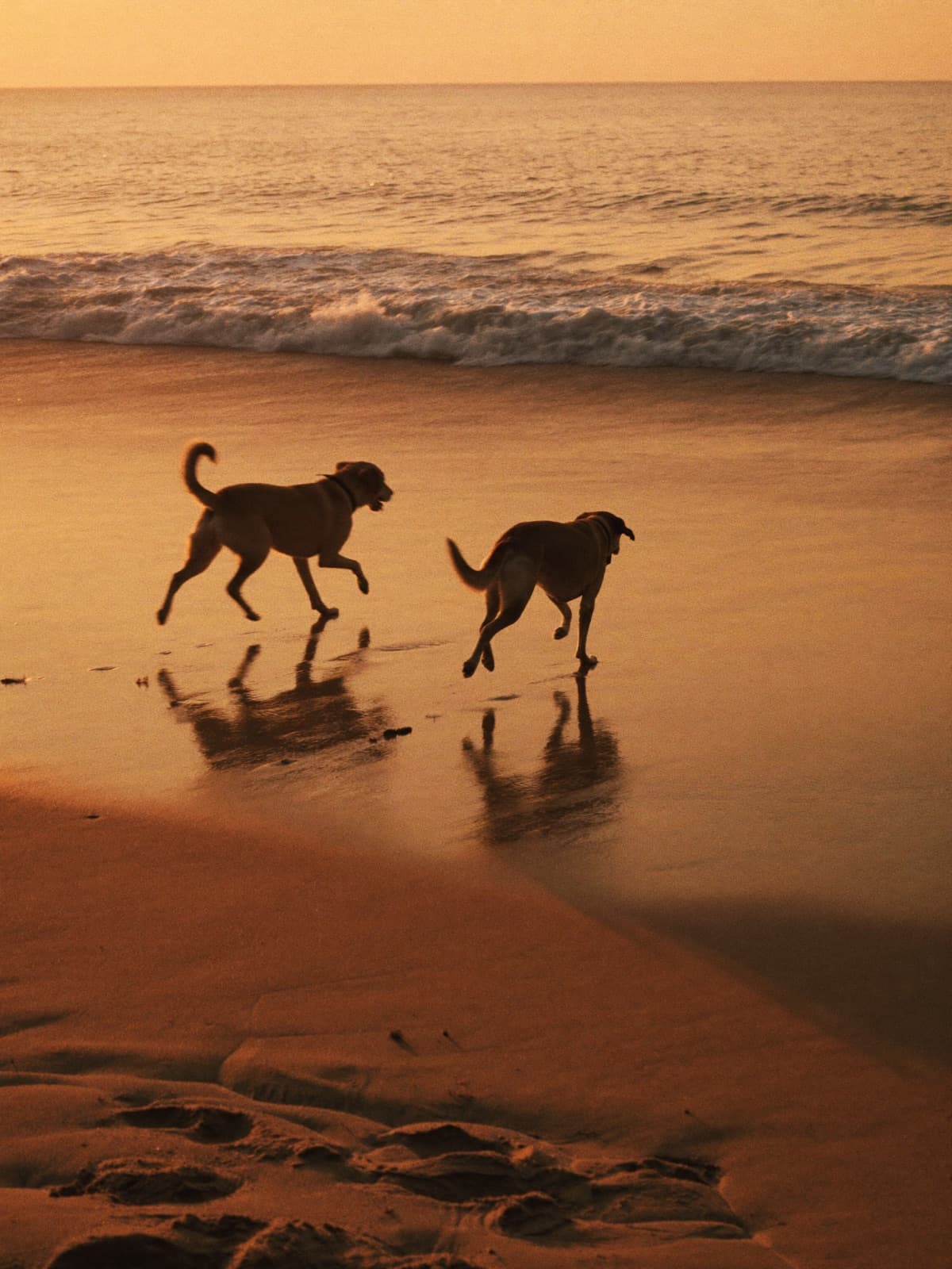 Two dogs running on the beach at golden hour