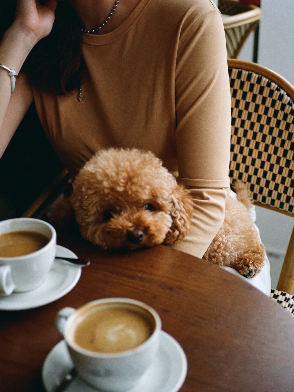 A poodle resting on its owner’s lap at a café table