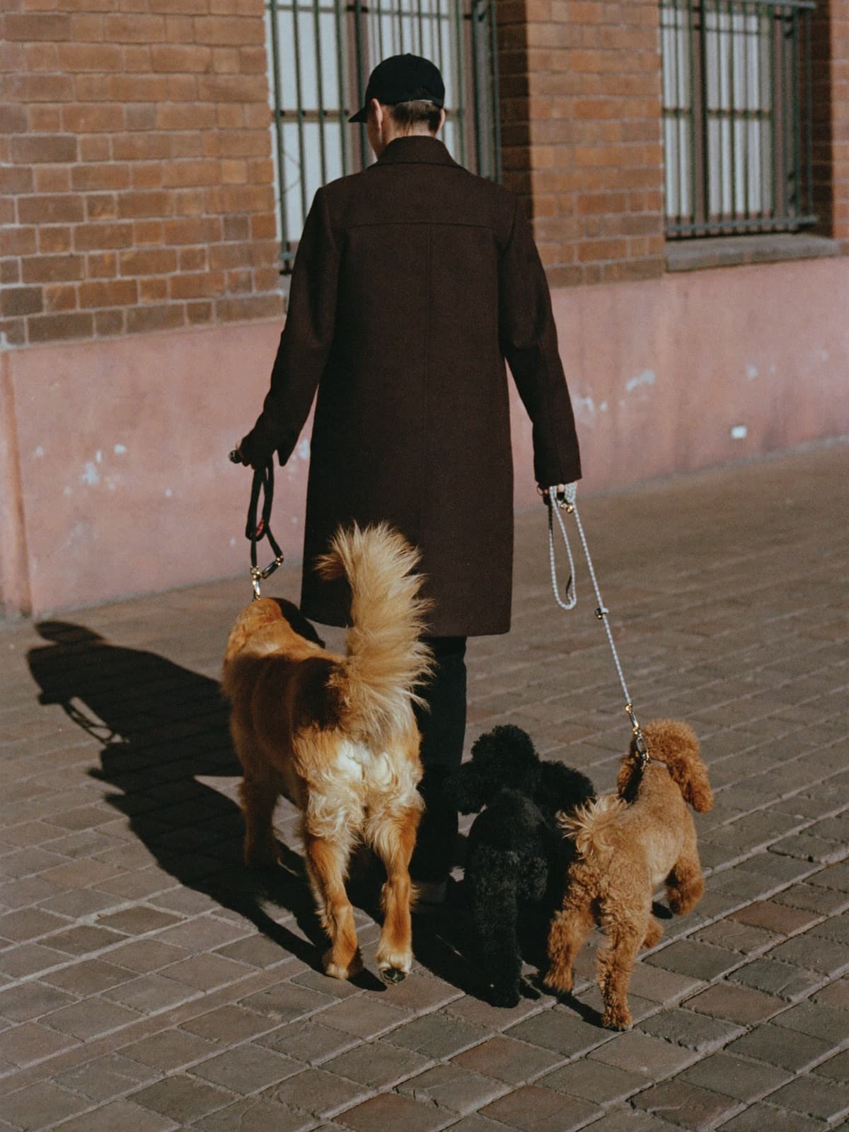 A dog walker with three dogs passing a pink wall
