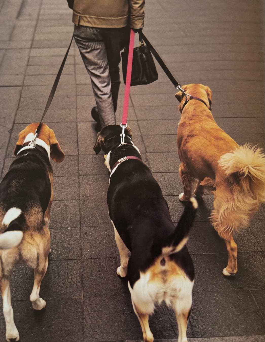 Three dogs on a morning walk, seen from behind